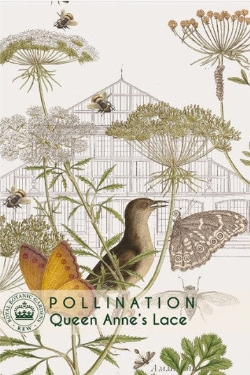 Thompson & Morgan Kew 'Queen Anne's Lace' seeds