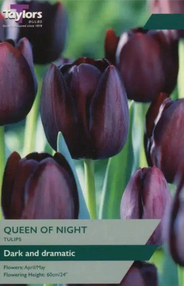 Taylors Bulbs Tulip 'Queen Of Night' (6)