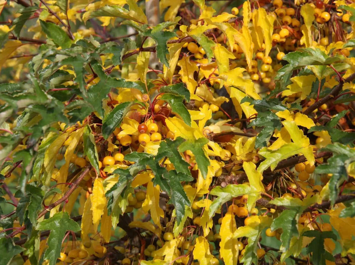 Malus tra Golden Raindrops — 12L Container