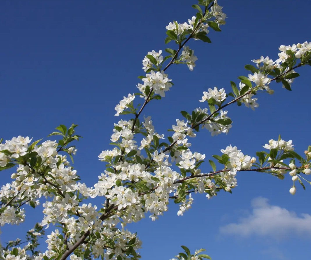 Malus tra Golden Raindrops — 12L Container