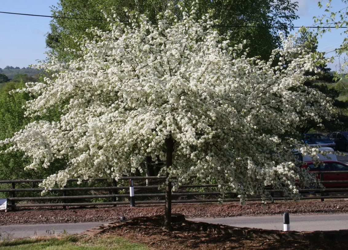 Malus tra Golden Raindrops — 12L Container