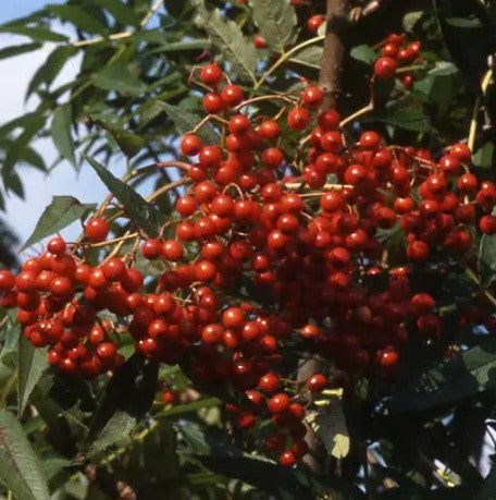Sorbus Ravensbill