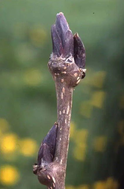 Sorbus Ravensbill