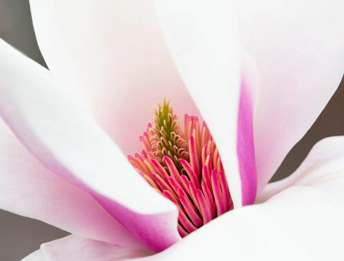 Magnolia Rebeccas Perfume (Light Pink) — 12L Container