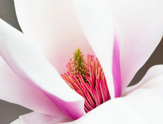 Magnolia Rebeccas Perfume (Light Pink) — 12L Container