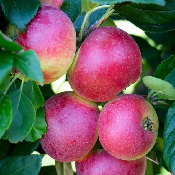 Apple (Malus) Red Devil M26