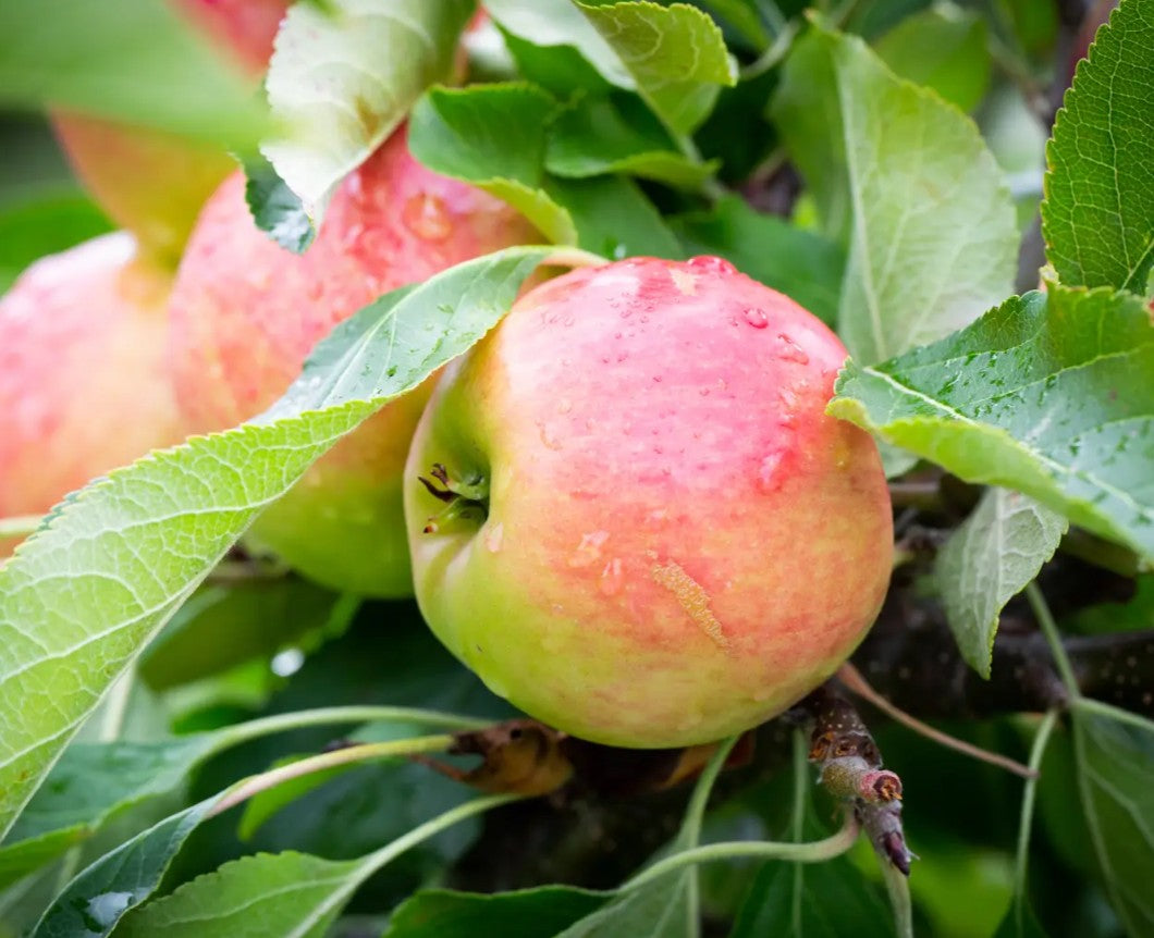Apple (Malus) Red Falstaff® M26