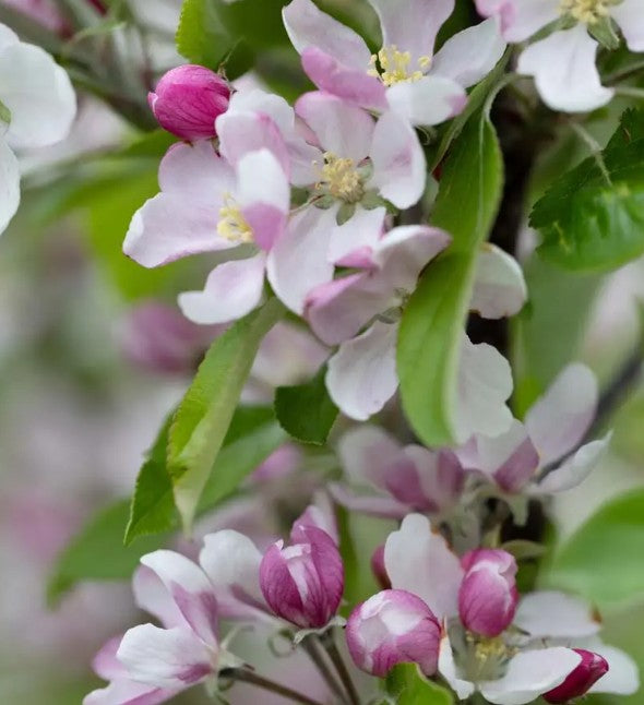 Apple (Malus) Red Falstaff® M26