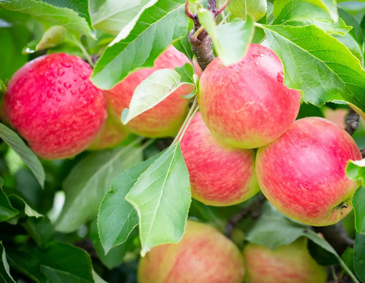 Apple (Malus) Red Falstaff® Cordon M9