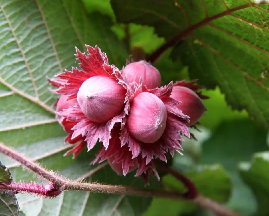Filbert (Corylus) Red Filbert 7L