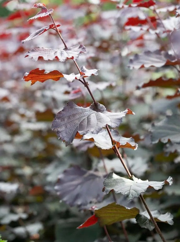 Filbert (Corylus) Red Filbert 7L
