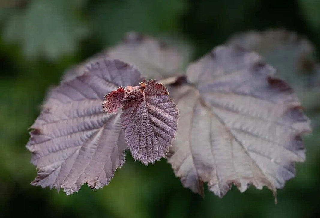 Filbert (Corylus) Red Filbert 7L