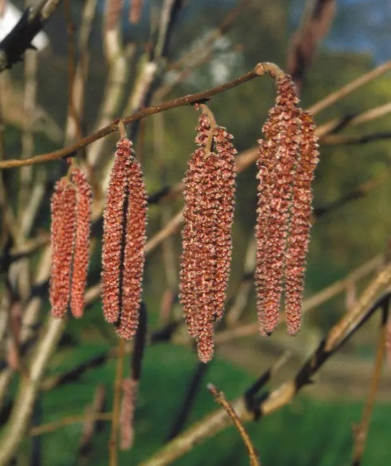 Filbert (Corylus) Red Filbert 7L
