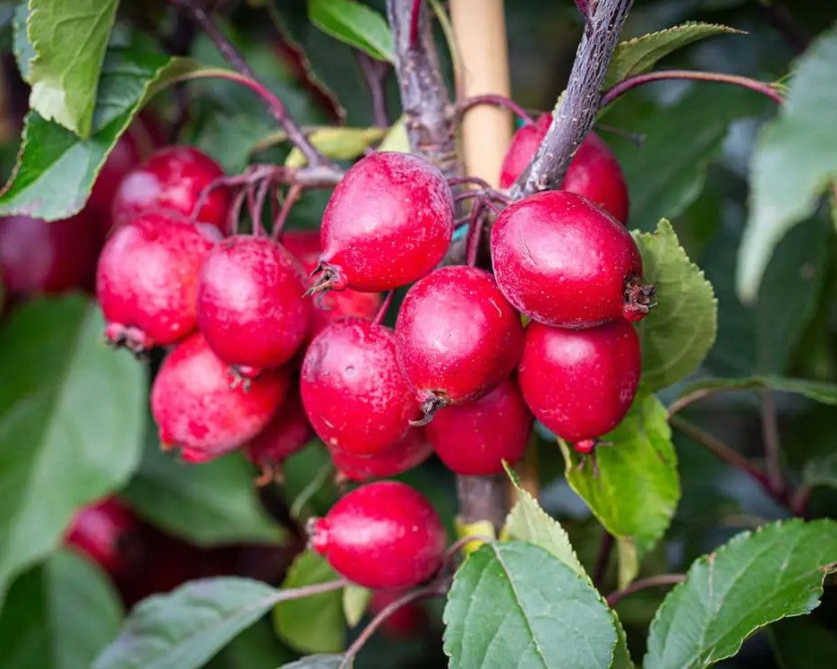 Malus Red Obelisk® — 12L Container