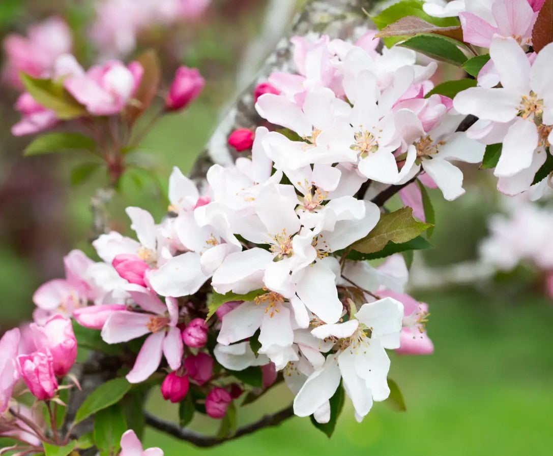 Malus Red Obelisk® — 12L Container