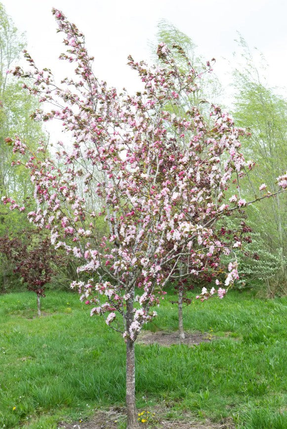 Malus Red Obelisk® — 12L Container