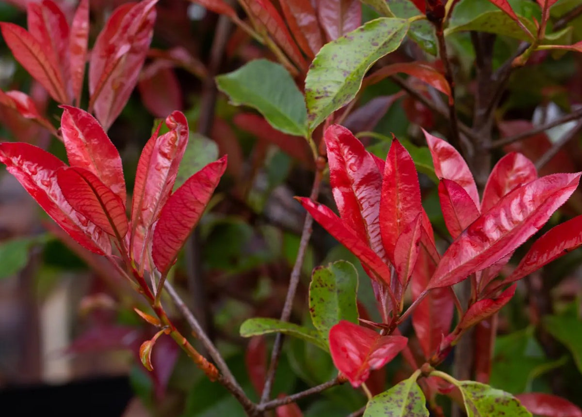 Photinia x fra Red Robin — 12L Container