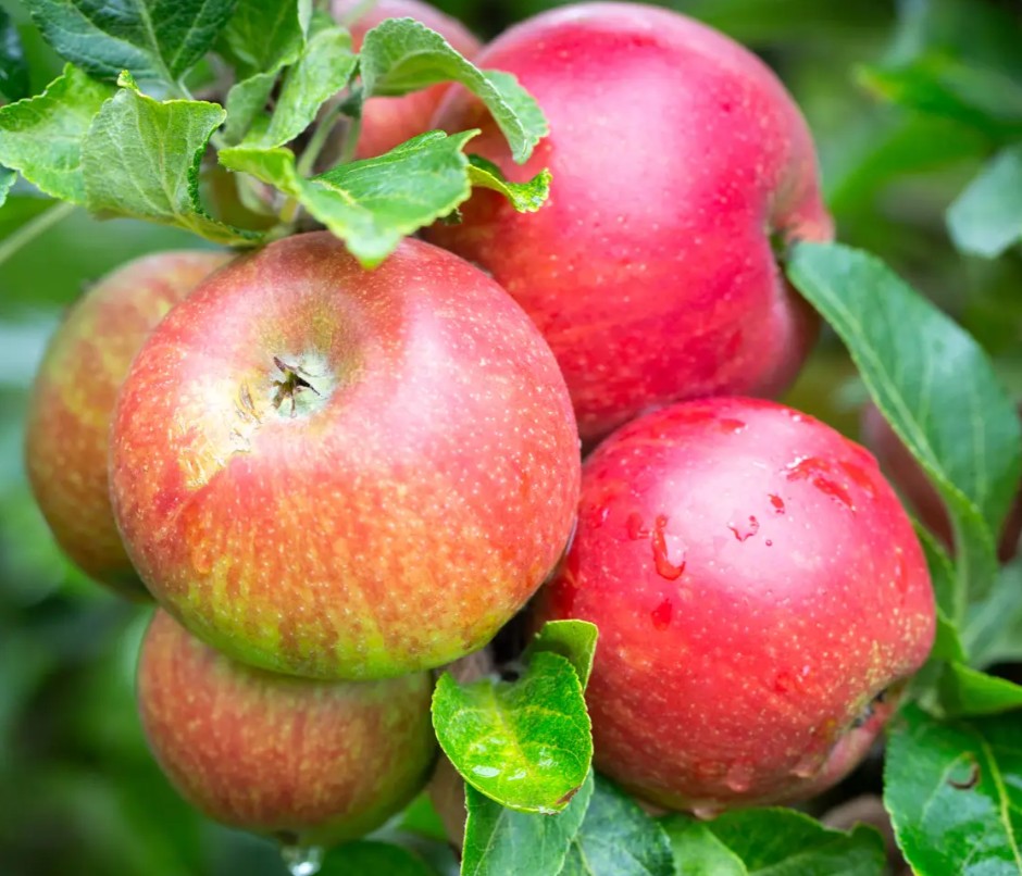 Apple (Malus) Red Windsor® M26