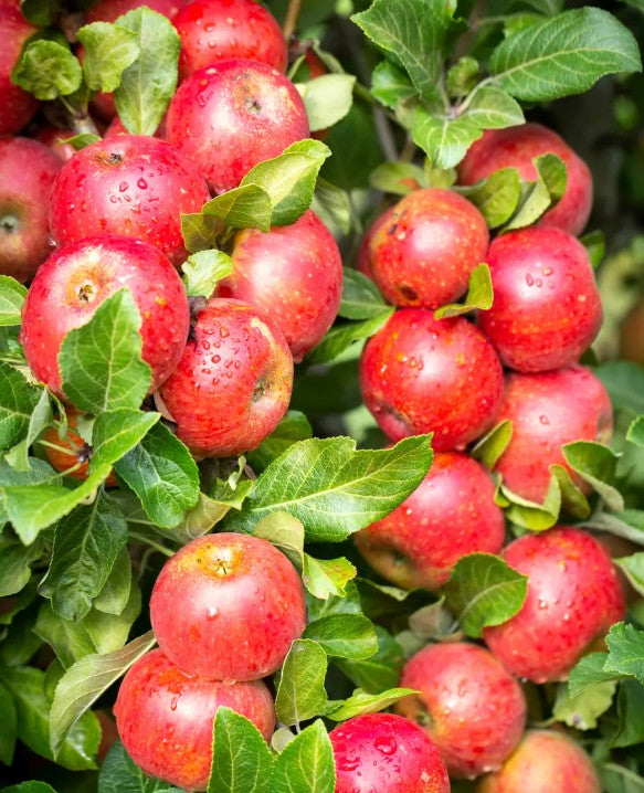 Apple (Malus) Red Windsor® M26