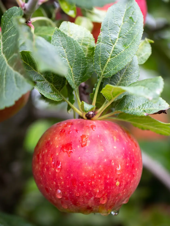 Apple (Malus) Red Windsor® M26