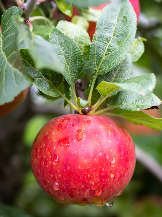 Apple (Malus) Red Windsor® Cordon M9