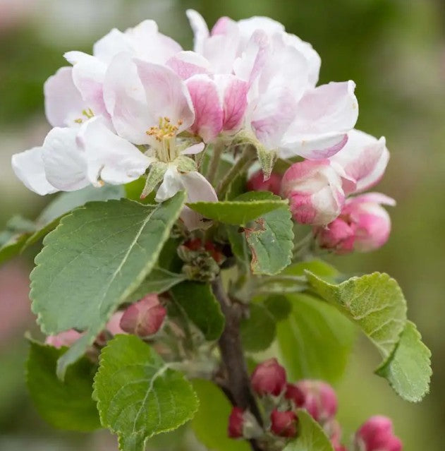 Apple (Malus) Red Windsor® M26