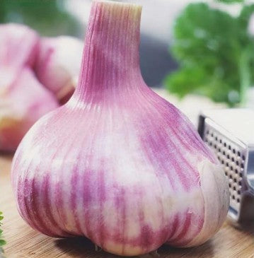 Taylors Bulbs Garlic Rhapsody Wight - Loose x 1