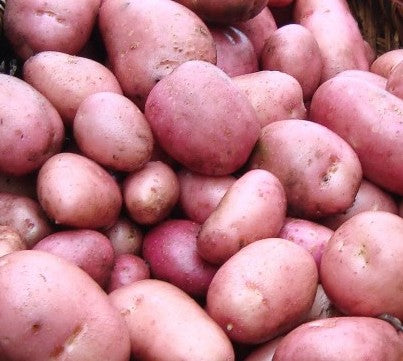 Seed Potato Rooster