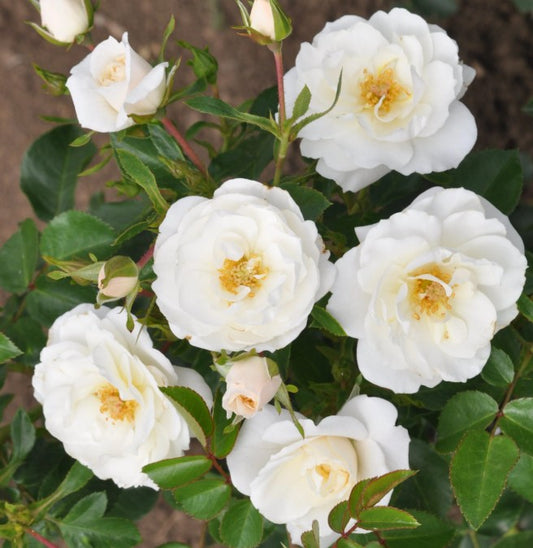 Rosa Crystal Mella 4ltr