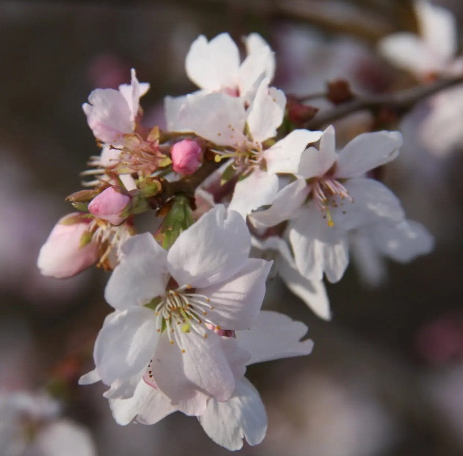 Prunus x sub Autumnalis Rosea — 12L Container