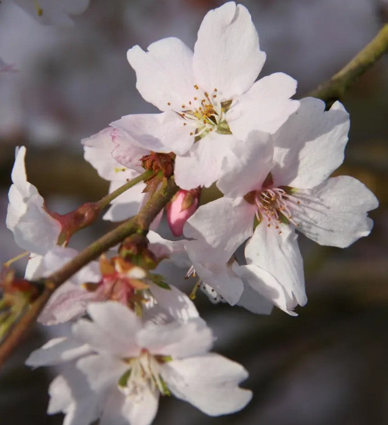 Prunus x sub Autumnalis Rosea — 12L Container