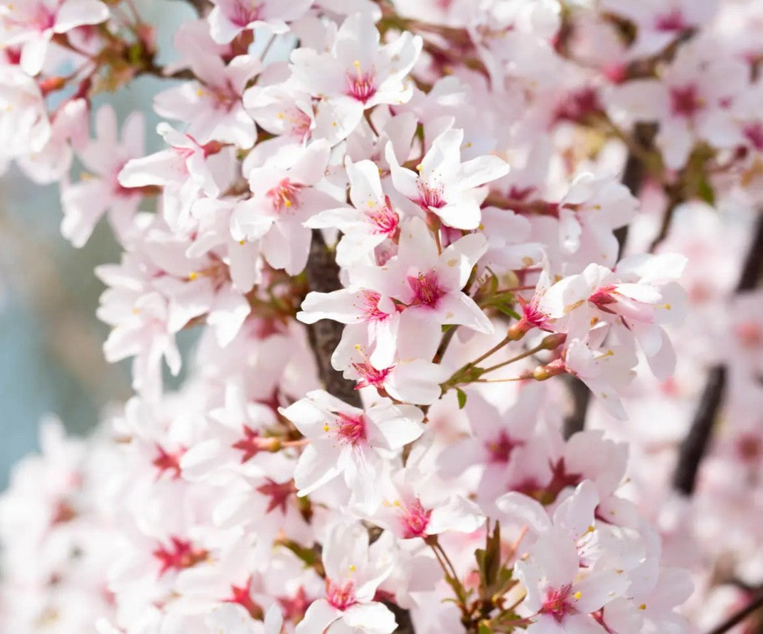 Prunus pen Ascendens Rosea — 12L Container