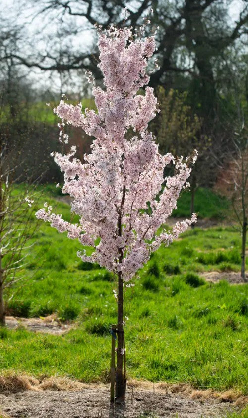 Prunus pen Ascendens Rosea — 12L Container