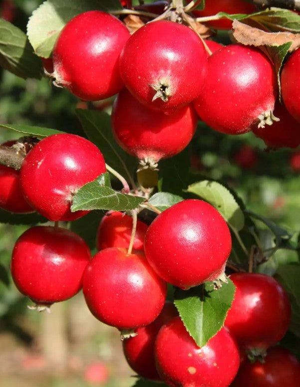 Malus Rosehip — 12L Container