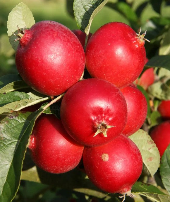 Malus Rosehip — 12L Container