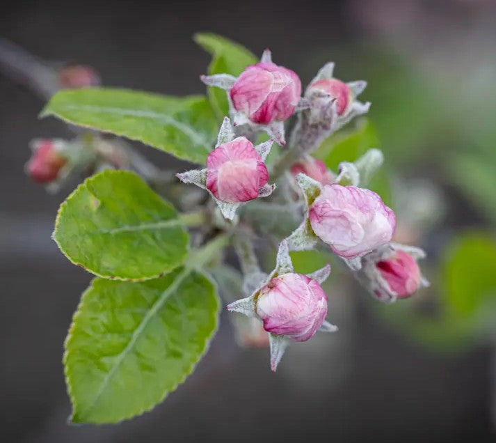 Malus Rosehip — 12L Container