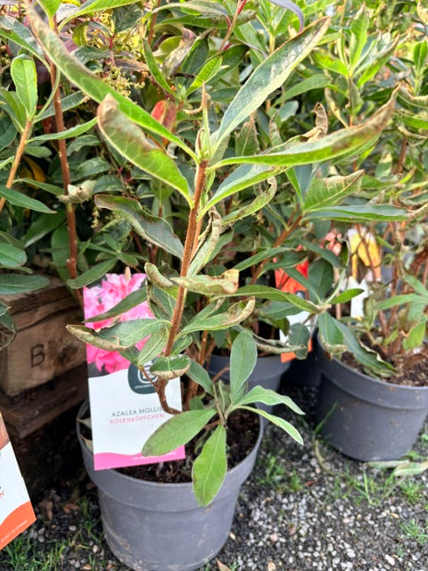 Azalea mollis 'Rosenkopfchen' 23cm pot