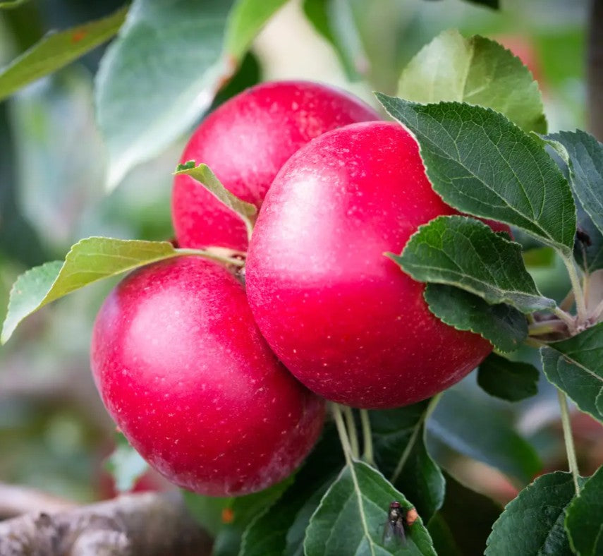 Apple (Malus) Rosette™ M26