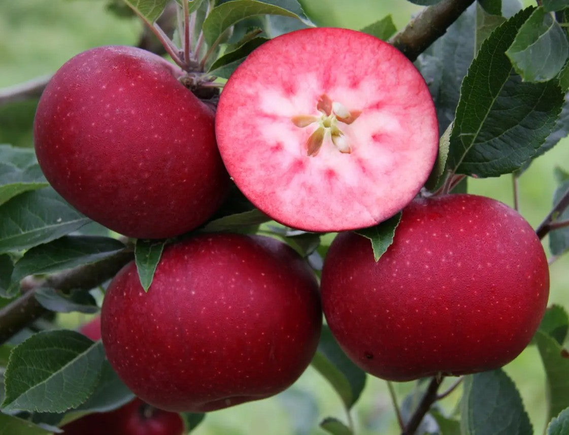 Apple (Malus) Rosette™ M26
