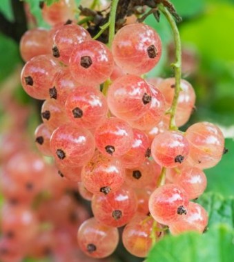 Pinkcurrant 'Gloire de Sablon' 3Ltr