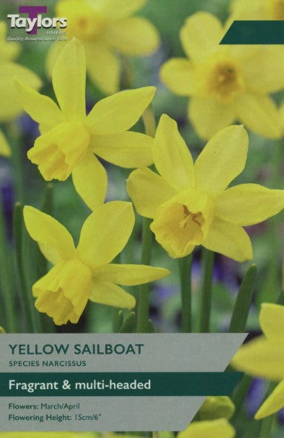 Taylors Bulbs Narcissus 'Yellow Ocean' (8)