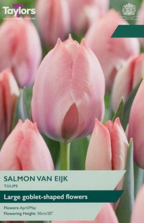 Taylors Bulbs Tulip 'Salmon Van Eijk' (7)