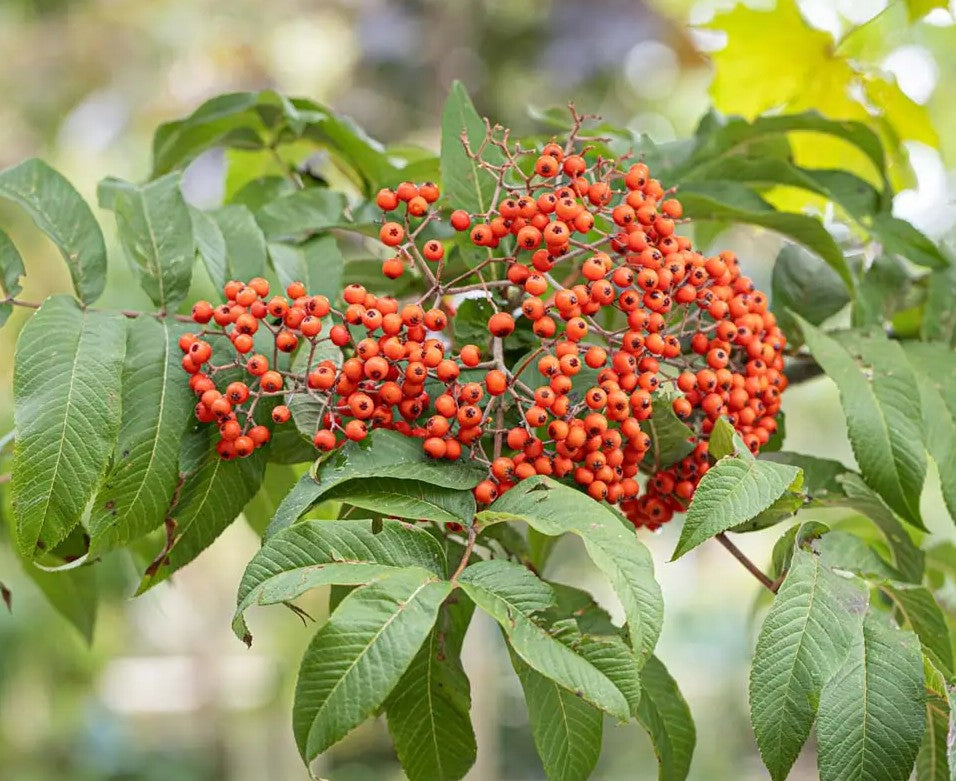 Sorbus sargentiana