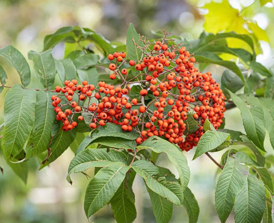 Sorbus sargentiana