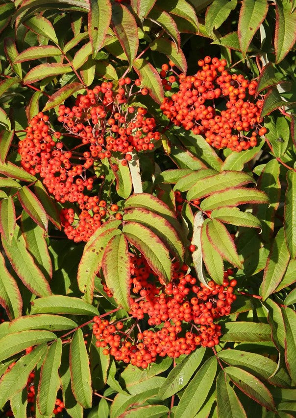 Sorbus sargentiana