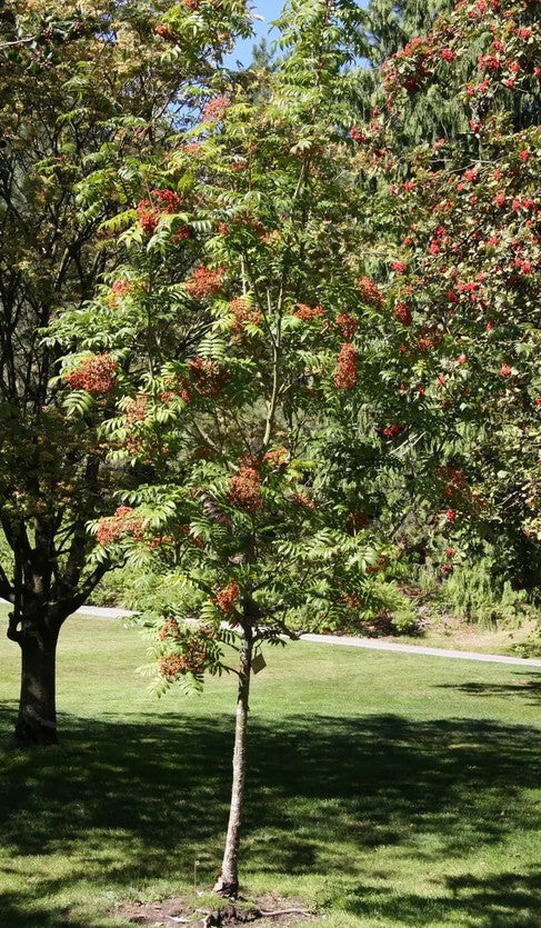 Sorbus sargentiana