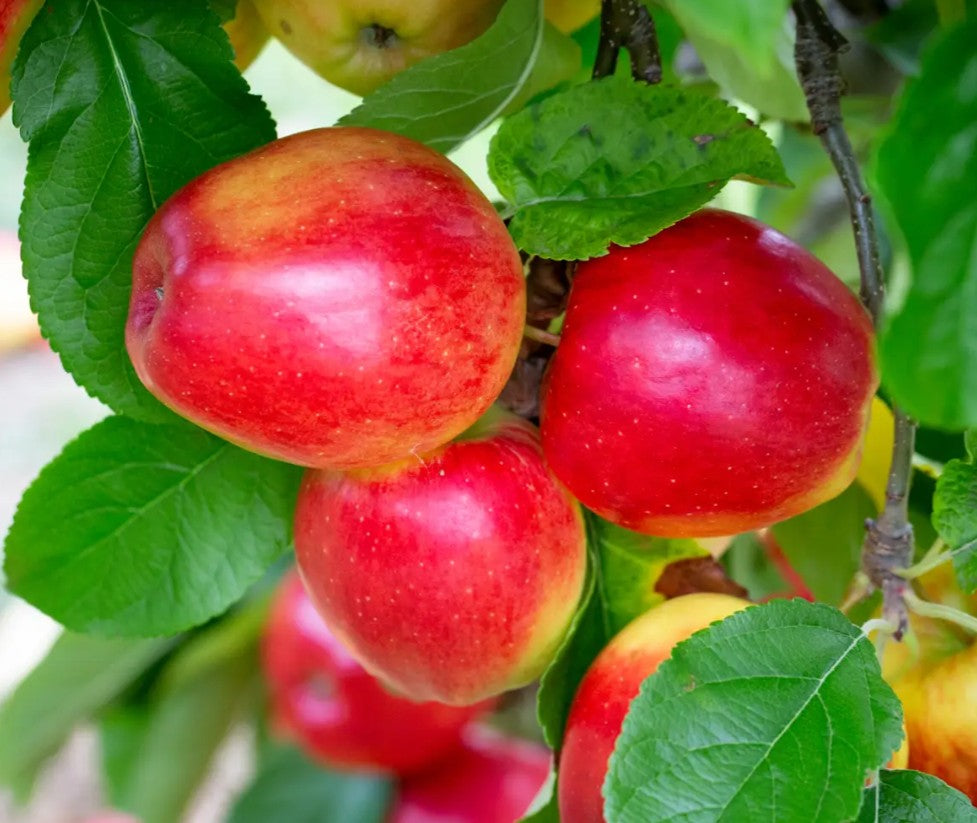 Apple (Malus) Saturn MM106