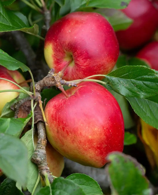 Apple (Malus) Saturn MM106