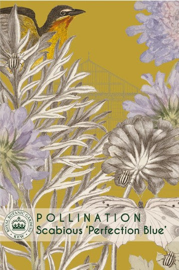 Thompson & Morgan Kew 'Scabious Perfection Blue' seeds