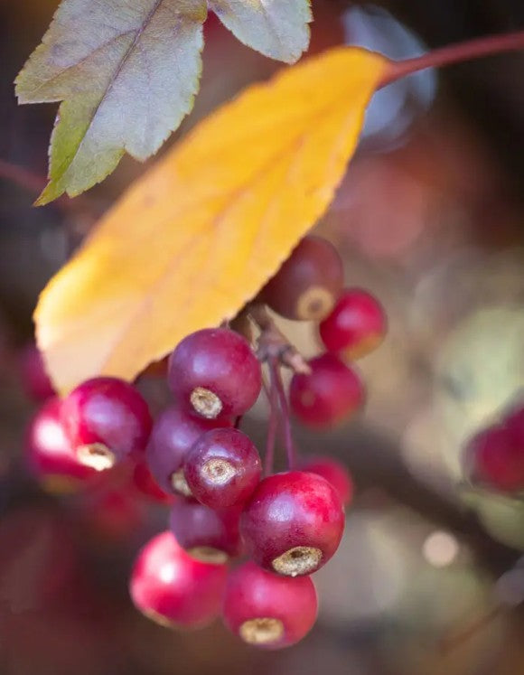 Malus Scarlett® — 12L Container